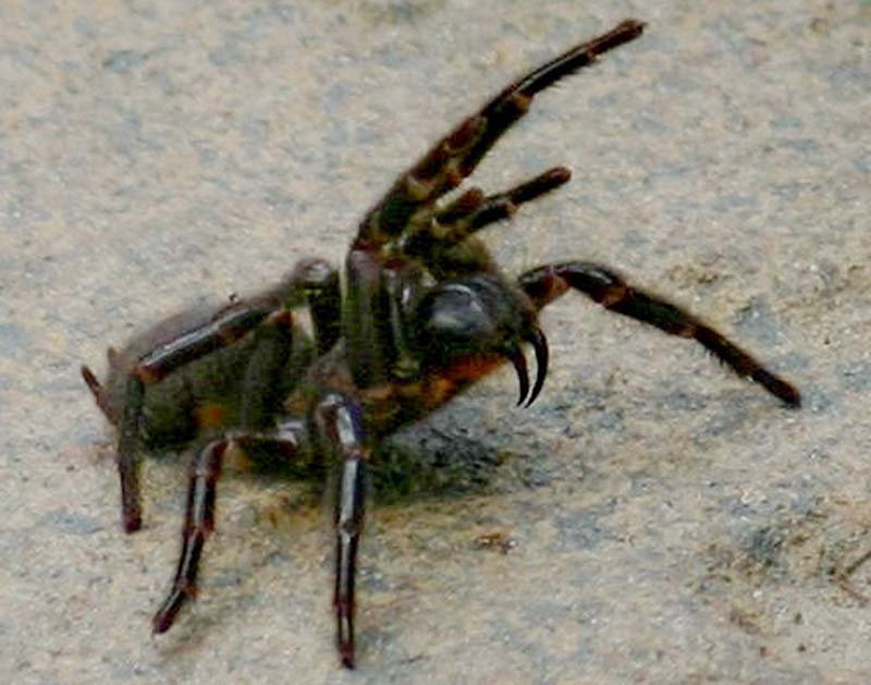 Hembra de Atrax Robustus en la postura clásica que usan para amenazar. Foto: Wikipedia